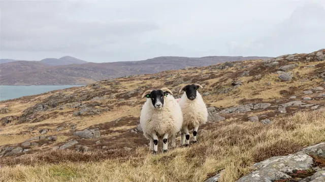 Croft 7 Balla, Eriskay — photo 7 of 7